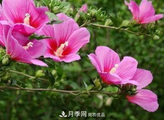 比烈日更潑辣的3種花樹(shù)，盛夏燦爛無(wú)比，你要養一棵嗎？(圖2)