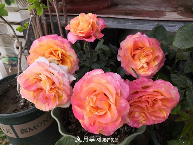 永遠的艾帕索，零差評的盆栽月季，很適合陽(yáng)臺族(圖2)