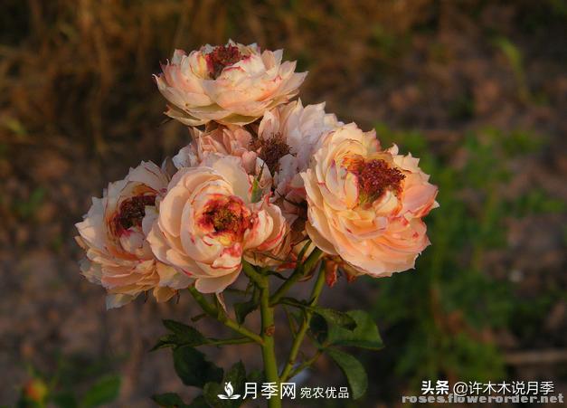 25款純正中國月季，不比外國差，今有國月更比歐月俏(圖13)