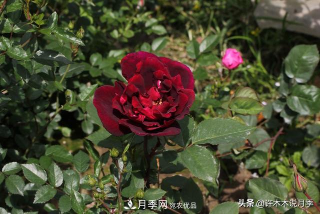 25款純正中國月季，不比外國差，今有國月更比歐月俏(圖17)