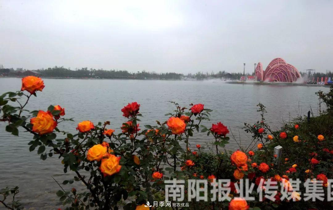 月季花美了一座城，2019世界月季洲際大會(huì )給南陽(yáng)帶來(lái)了什么？(圖1)