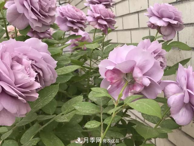 這5款不翻車(chē)的月季，誰(shuí)養誰(shuí)知道！附爆盆養護指南(圖1)