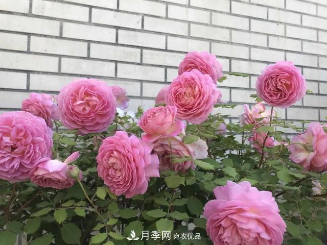 這5款不翻車(chē)的月季，誰(shuí)養誰(shuí)知道！附爆盆養護指南(圖3)