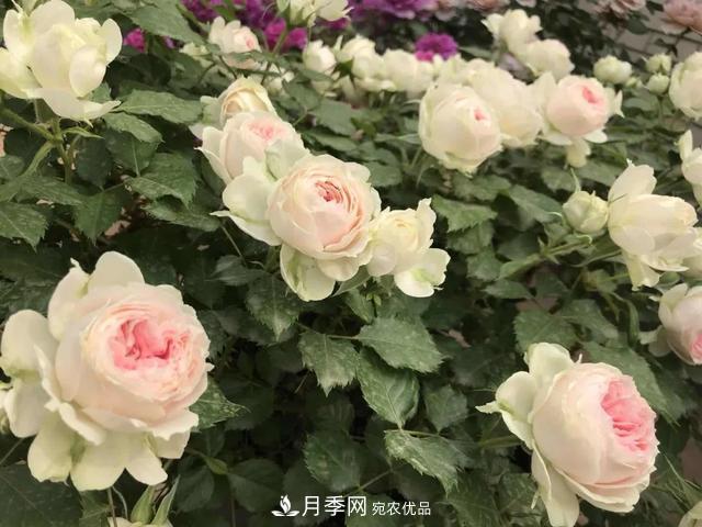 這5款不翻車(chē)的月季，誰(shuí)養誰(shuí)知道！附爆盆養護指南(圖2)