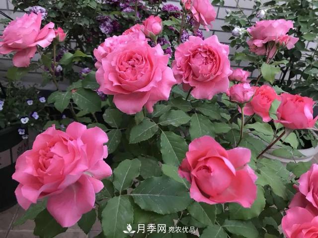 這5款不翻車(chē)的月季，誰(shuí)養誰(shuí)知道！附爆盆養護指南(圖4)