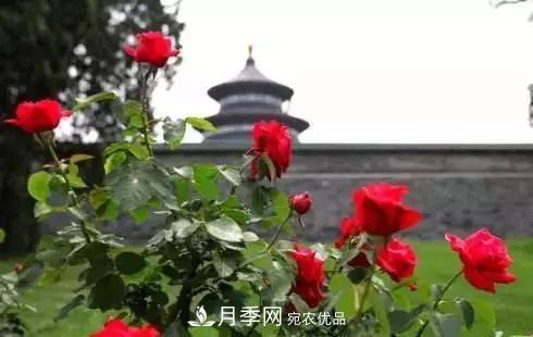 她潛心研究月季，帶領(lǐng)中國月季走向世界，被稱(chēng)為“月季夫人”(圖5)