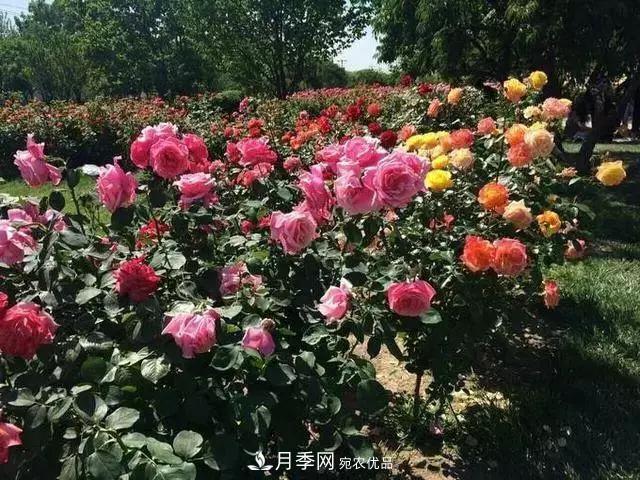 她潛心研究月季，帶領(lǐng)中國月季走向世界，被稱(chēng)為“月季夫人”(圖6)