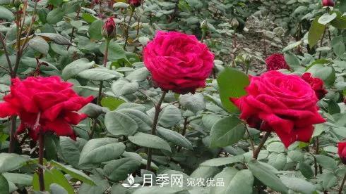 她潛心研究月季，帶領(lǐng)中國月季走向世界，被稱(chēng)為“月季夫人”(圖8)