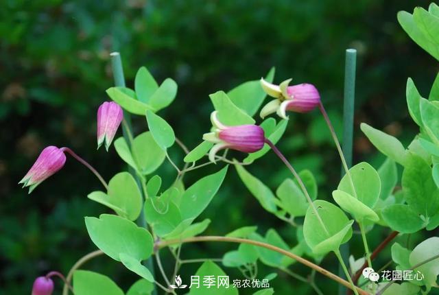 八月月季花卉養護，園丁的打理事宜(圖8)