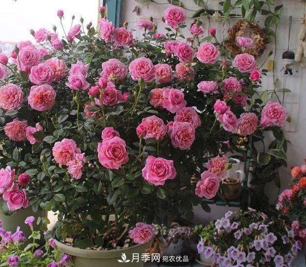 八月月季花卉養護，園丁的打理事宜(圖9)