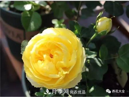 花期***長(cháng)的10種月季，種一棵賞大半年(圖3)