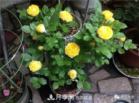 花期***長(cháng)的10種月季，種一棵賞大半年(圖4)