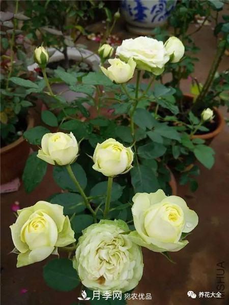 花期***長(cháng)的10種月季，種一棵賞大半年(圖2)