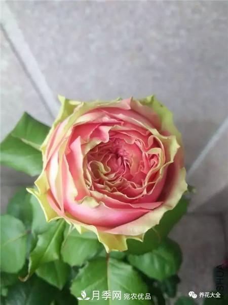 花期***長(cháng)的10種月季，種一棵賞大半年(圖7)