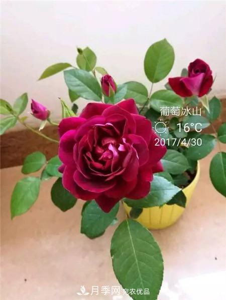 花期***長(cháng)的10種月季，種一棵賞大半年(圖10)