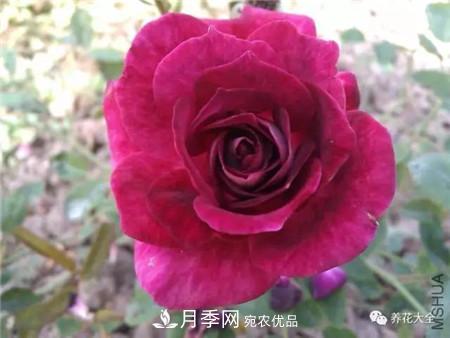 花期***長(cháng)的10種月季，種一棵賞大半年(圖9)