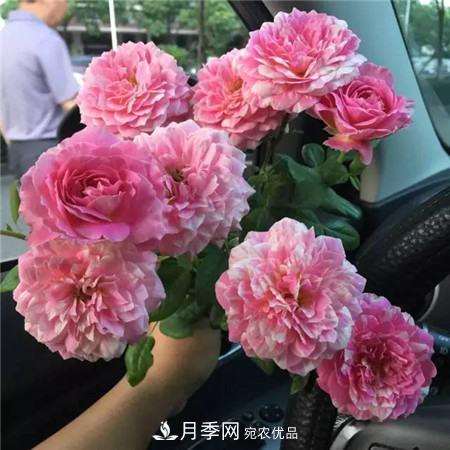 花期***長(cháng)的10種月季，種一棵賞大半年(圖14)