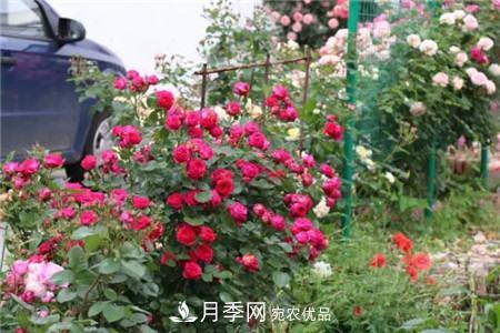 花期***長(cháng)的10種月季，種一棵賞大半年(圖12)