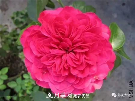 花期***長(cháng)的10種月季，種一棵賞大半年(圖11)