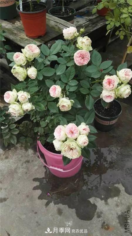 花期***長(cháng)的10種月季，種一棵賞大半年(圖16)