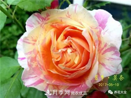 花期***長(cháng)的10種月季，種一棵賞大半年(圖13)