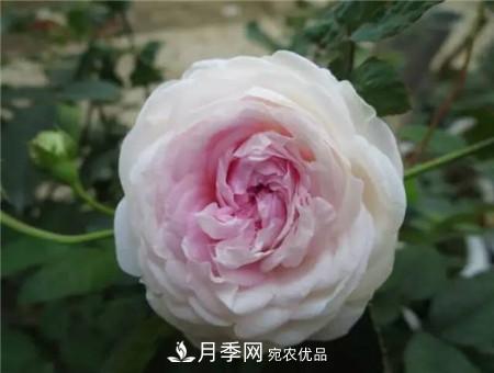 花期***長(cháng)的10種月季，種一棵賞大半年(圖19)