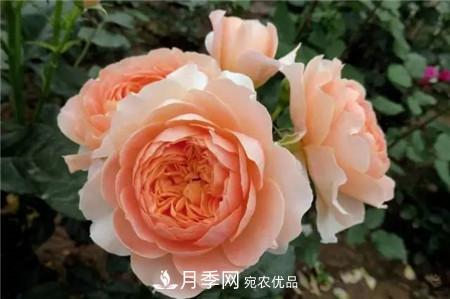 花期***長(cháng)的10種月季，種一棵賞大半年(圖17)
