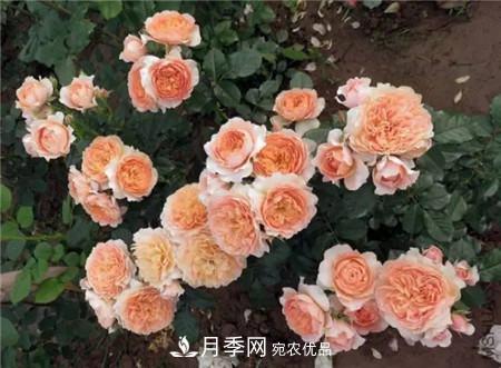 花期***長(cháng)的10種月季，種一棵賞大半年(圖18)