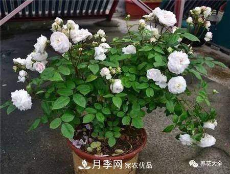 花期***長(cháng)的10種月季，種一棵賞大半年(圖20)