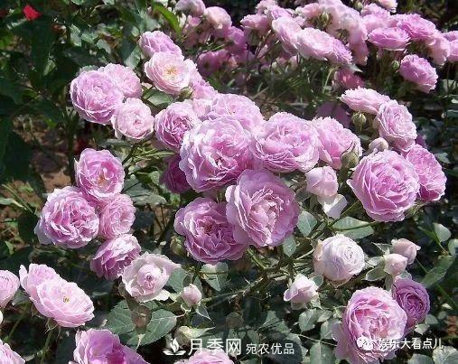 想要月季滿(mǎn)樹(shù)都是花苞，掌握4個(gè)訣竅，芽多枝干壯花朵開(kāi)爆盆(圖3)