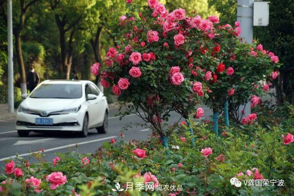 浙江寧波綠化“月季樹(shù)”千花盛放、爭奇斗艷甬城(圖10)