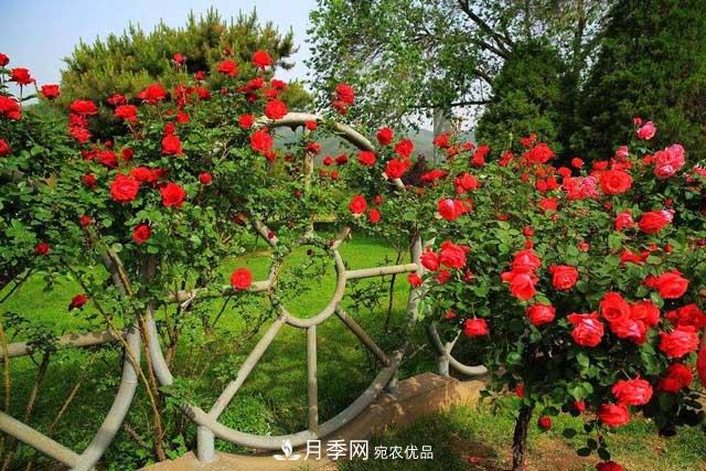 北京植物園樹(shù)狀月季花盛開(kāi)，觀(guān)賞效果超級贊！(圖2)