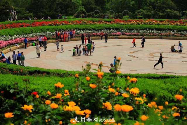北京植物園樹(shù)狀月季花盛開(kāi)，觀(guān)賞效果超級贊！(圖1)