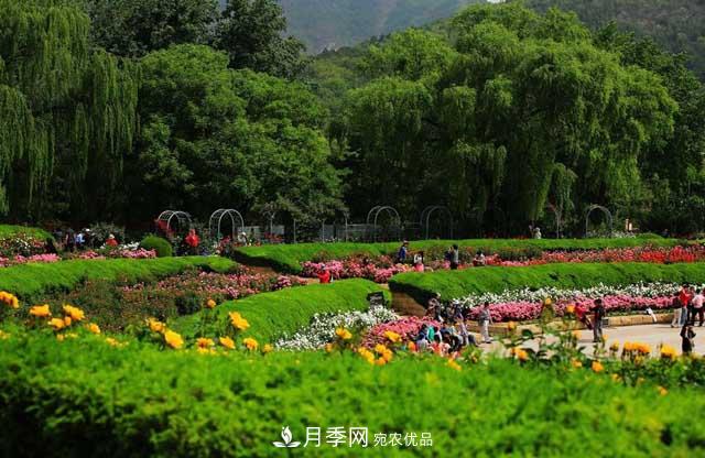 北京植物園樹(shù)狀月季花盛開(kāi)，觀(guān)賞效果超級贊！(圖3)