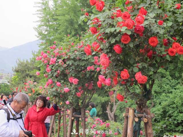 北京植物園樹(shù)狀月季花盛開(kāi)，觀(guān)賞效果超級贊！(圖4)