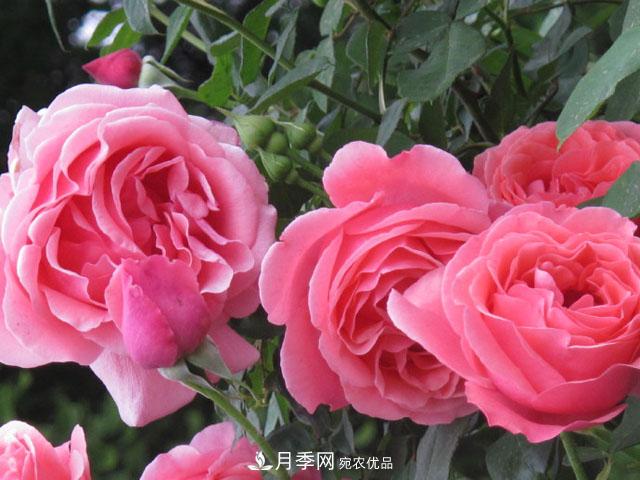 北京植物園樹(shù)狀月季花盛開(kāi)，觀(guān)賞效果超級贊！(圖5)