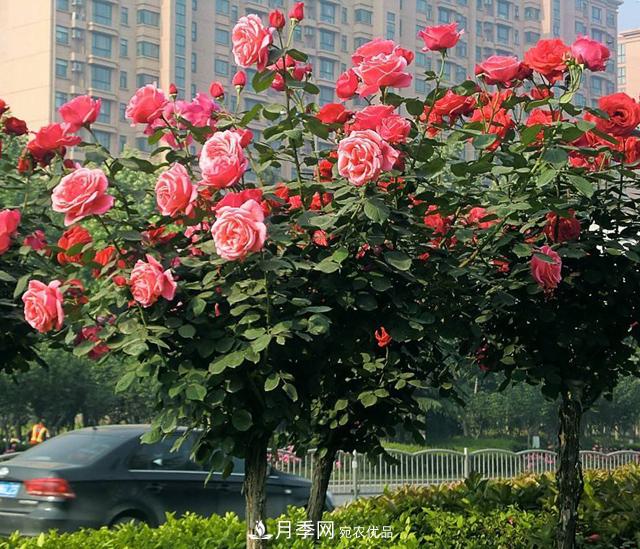 誰(shuí)為城市園林綠化增添色彩，美麗的月季樹(shù)(圖2)
