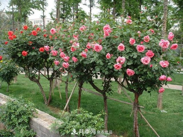 誰(shuí)為城市園林綠化增添色彩，美麗的月季樹(shù)(圖3)