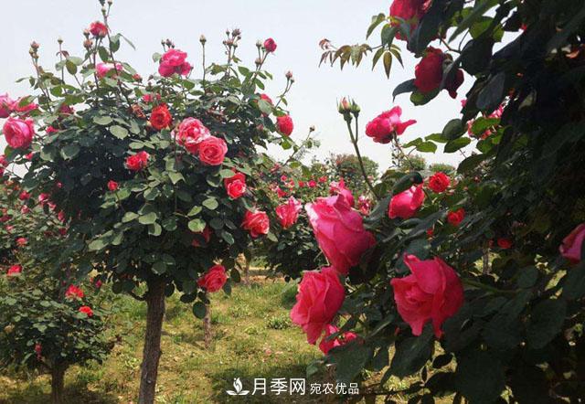 誰(shuí)為城市園林綠化增添色彩，美麗的月季樹(shù)(圖4)