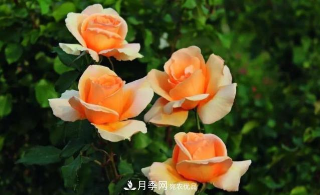 別養普通月季花了，看這3種變色月季，好看又好養活(圖1)