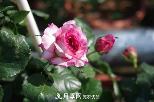 別養普通月季花了，看這3種變色月季，好看又好養活(圖3)
