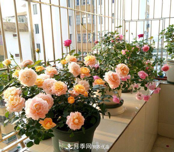 困難重重“養月季”，做好3點(diǎn)，你就是月季大神(圖4)