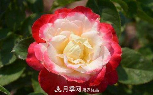 3種“***香月季花”，個(gè)個(gè)香氣四溢，驚艷四座，年年開(kāi)花(圖1)
