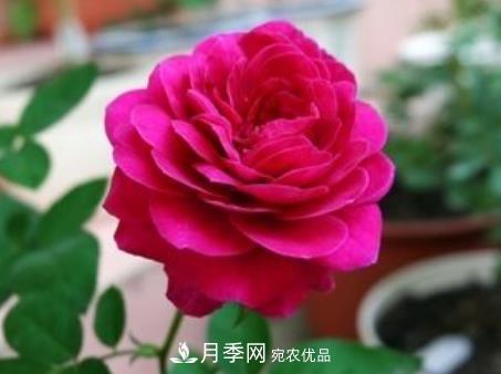 3種“***香月季花”，個(gè)個(gè)香氣四溢，驚艷四座，年年開(kāi)花(圖2)