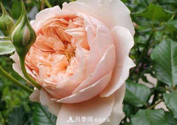 新手養月季須知的“四大點(diǎn)”，熟練掌握，才能輕松養爆盆(圖4)