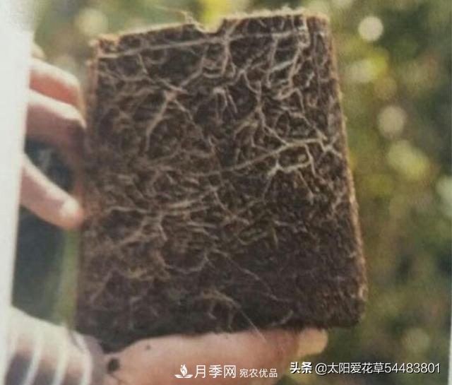 如何避免月季一換盆土就死呢？(圖4)