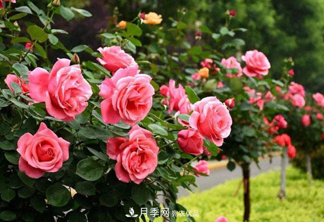 月季廣泛種植應用在城市綠化帶，原因是好處多多(圖1)