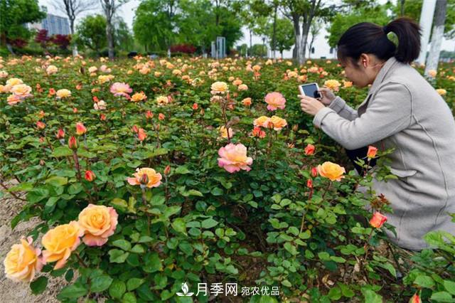 月季廣泛種植應用在城市綠化帶，原因是好處多多(圖3)