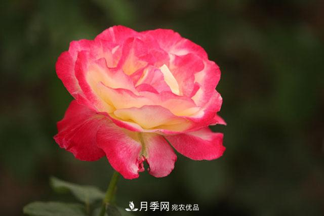 盆栽月季怎樣養？為什么會(huì )出現黃葉，甚至是新芽細長(cháng)，該怎么辦？(圖1)