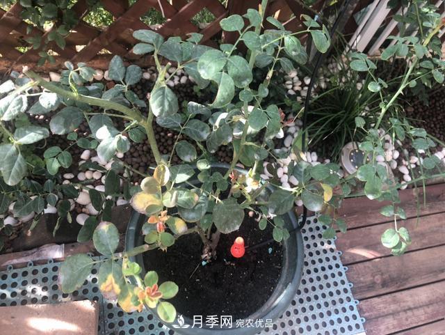 盆栽月季怎樣養？為什么會(huì )出現黃葉，甚至是新芽細長(cháng)，該怎么辦？(圖3)
